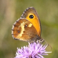 Gatekeeper