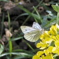 Green-veined White