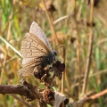 Common Blue - well worn