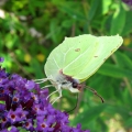 Brimstone