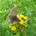 Brown Argus