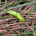Large Yellow Underwing caterpillar