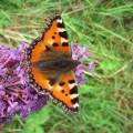 Small Tortoiseshell