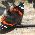 Red Admiral