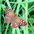Speckled Wood