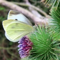 Small White
