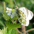 Orange-tip - female