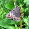 Small Tortoiseshell