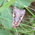 Setaceous Hebrew Character