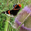 Red Admiral