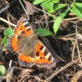 Small Tortoiseshell