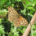 Speckled Wood