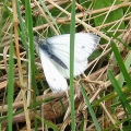 Green-veined White