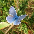 Common Blue - male
