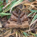 Burnet Companion