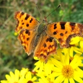Comma
