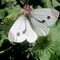 Green-veined White