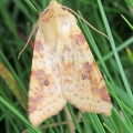 Sallow
