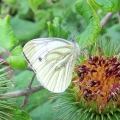 Green-veined White