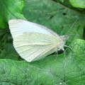 Small White