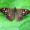 Speckled Wood