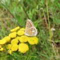Brown Argus