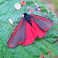 Cinnabar Moth