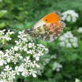 Orange-tip - male