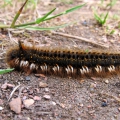 Drinker Moth Caterpillar