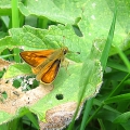 Large Skipper