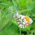 Orange-tip - male