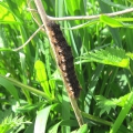 Drinker Moth Caterpillar
