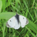 Orange-tip female