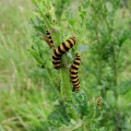 Cinnabar Moth caterpillars