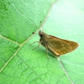 Large Skipper
