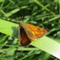 Large Skipper