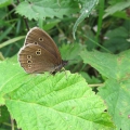 Ringlet