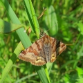 Burnet Companion