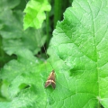 Longhorn Micro-moth