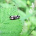 Micro-moth