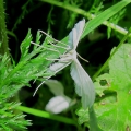 White Plume Moth