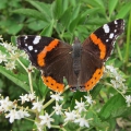 Red Admiral