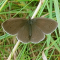 Ringlet
