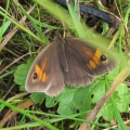 Meadow  Brown