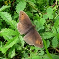 Meadow Brown