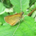 Large Skipper
