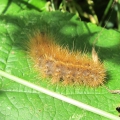 Ruby Tiger - caterpillar