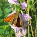 Small Skipper