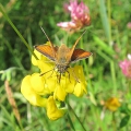 Small Skipper