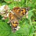 Painted Lady